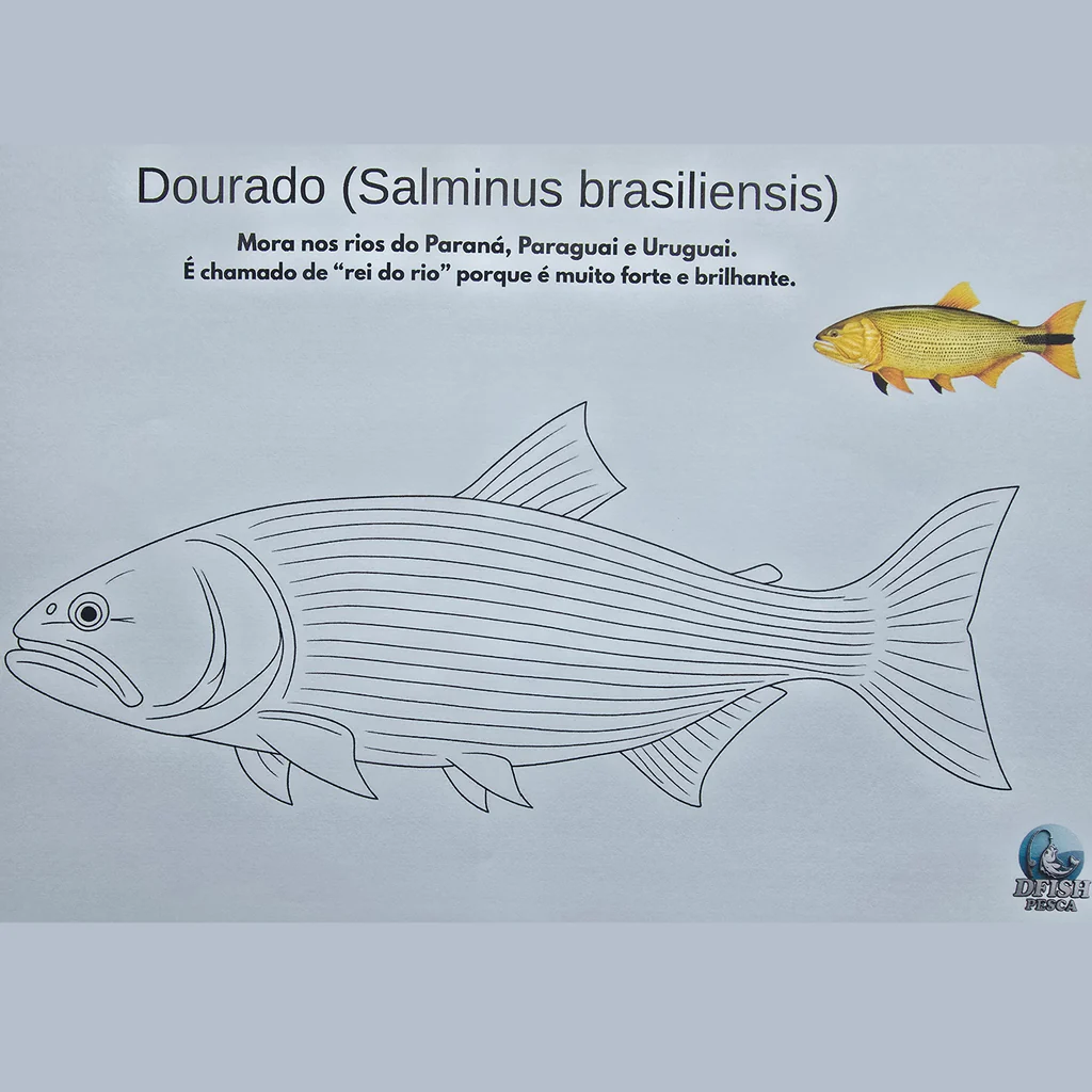 Dourado (Salminus brasiliensis)